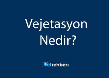 Vejetasyon Nedir?