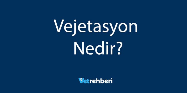 Vejetasyon Nedir?