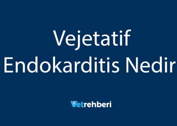 Vejetatif Endokarditis Nedir?