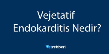 Vejetatif Endokarditis Nedir?