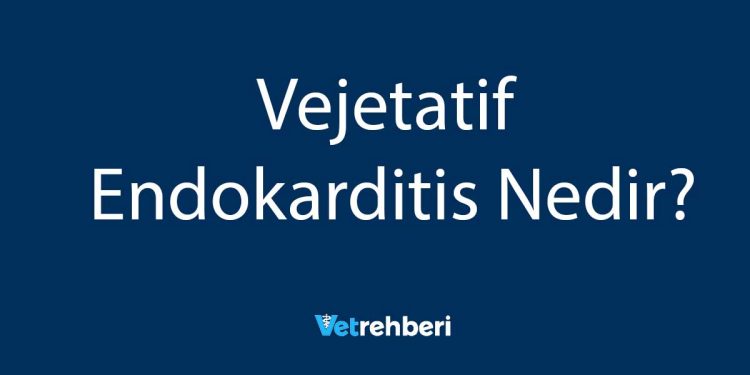 Vejetatif Endokarditis Nedir?