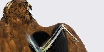 Kuş Cerrahi Anatomisi ve Ortopedik Yönetim, 2. Baskı