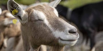 Çiftlik Hayvanlarında Diş Gıcırdatma