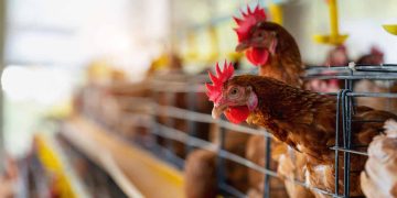 Değişen Kümes Sistemleri