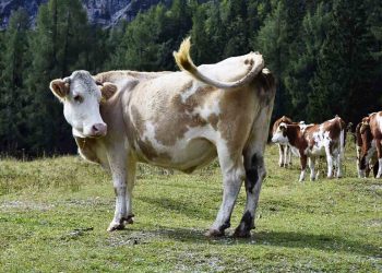 İneklerde İrinli Rahim Yangısı