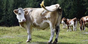 İneklerde İrinli Rahim Yangısı