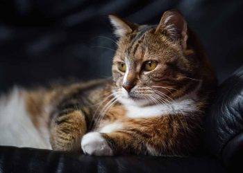 Kedi Panlökopeni (Feline Panleukopenia)