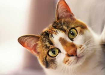 Kediler Hakkında İlginç Bilgiler
