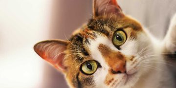 Kediler Hakkında İlginç Bilgiler
