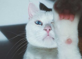 Kedilerde Vitamin Eksikliği ve Belirtileri