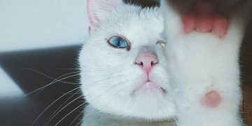 Kedilerde Vitamin Eksikliği ve Belirtileri