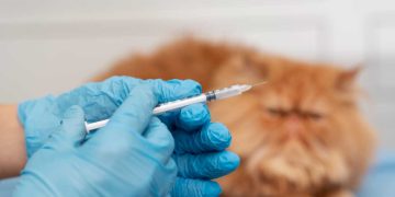 Kedinizi Aşılamak Neden Önemlidir?