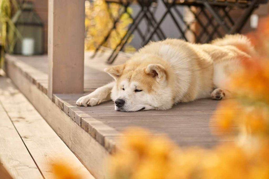 Köpeklerde Güneş Çarpması