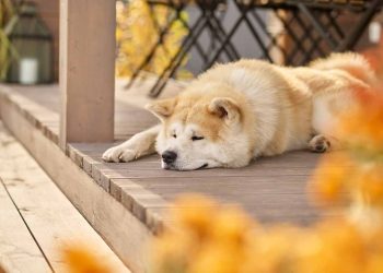 Köpeklerde Güneş Çarpması