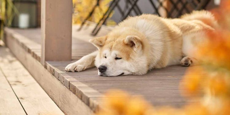 Köpeklerde Güneş Çarpması