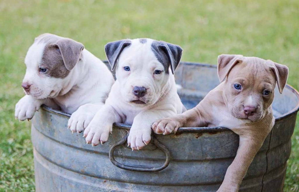 Köpeklerde Östrus Siklusu Evreleri