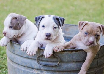 Köpeklerde Östrus Siklusu Evreleri