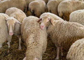 Koyun Sürülerinde Üreme Sorunları