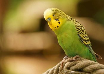 Muhabbet Kuşlarının Yumurta Kabuğu Tüketmesi