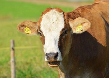 Sığırlarda Anaplasmosis