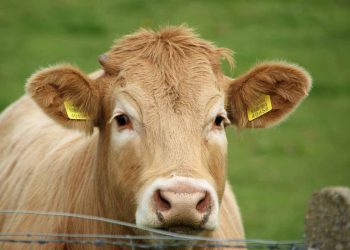 Sığırlarda Burun Akıntısı