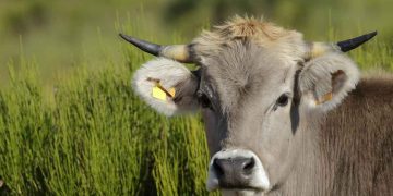 Sığırlarda Herpesvirüs