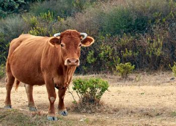 Sığırlarda Sarılık