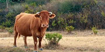 Sığırlarda Sarılık