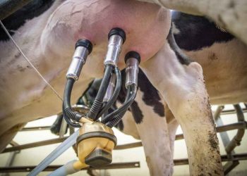 Sık Sağım ve Mastitis