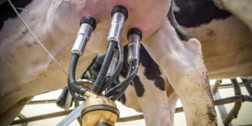 Sık Sağım ve Mastitis