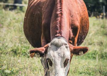 Sinekler ve Çiftlik Hayvanları