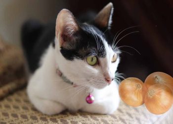 Soğan ve Sarımsak Kedi ve Köpeğiniz İçin Zehirli Sebzelerdir