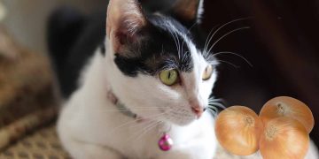 Soğan ve Sarımsak Kedi ve Köpeğiniz İçin Zehirli Sebzelerdir