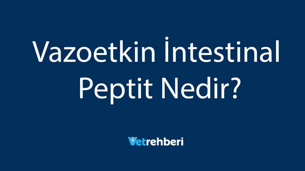 Vazoetkin İntestinal Peptit Nedir?