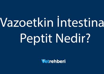 Vazoetkin İntestinal Peptit Nedir?