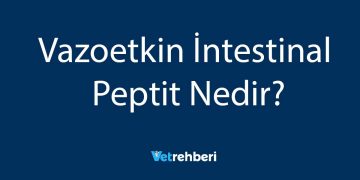 Vazoetkin İntestinal Peptit Nedir?