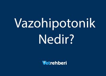 Vazohipotonik Nedir?