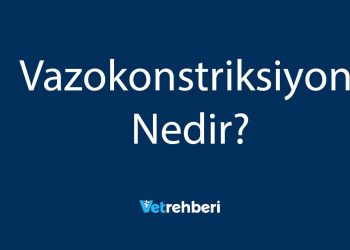 Vazokonstriksiyon Nedir?