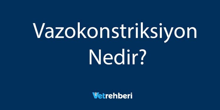 Vazokonstriksiyon Nedir?