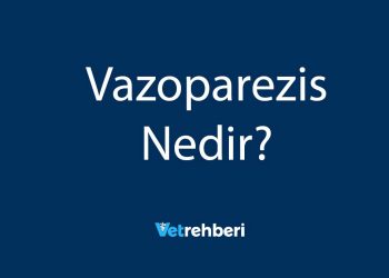 Vazoparezis Nedir?
