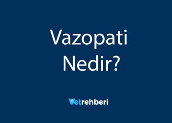 Vazopati Nedir?