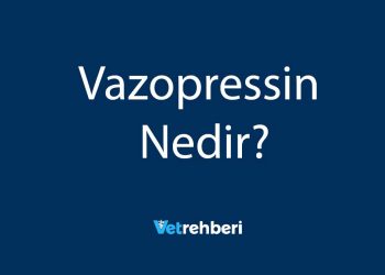 Vazopressin Nedir?