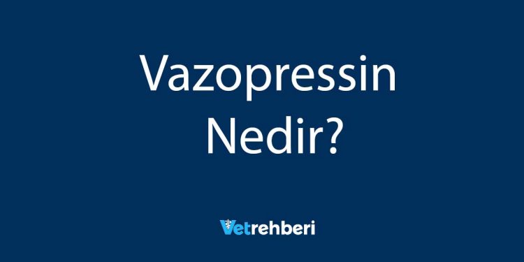 Vazopressin Nedir?