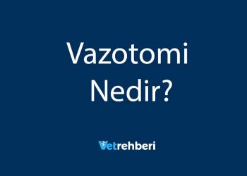 Vazotomi Nedir?