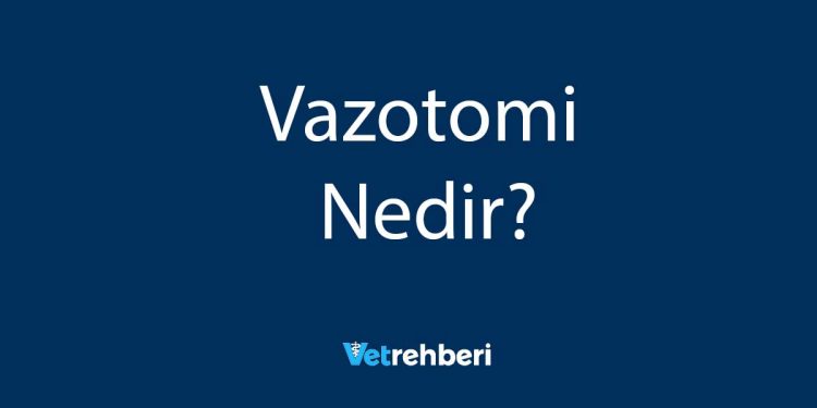 Vazotomi Nedir?