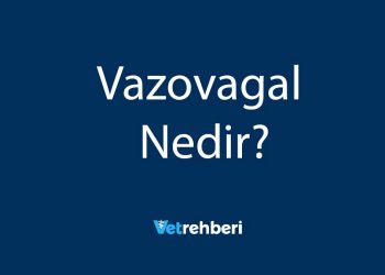 Vazovagal Nedir?
