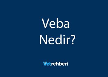 Veba Nedir?