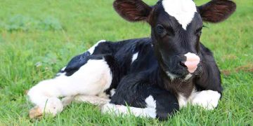 Yeni Doğan Buzağıyı Bekleyen Tehlikeler