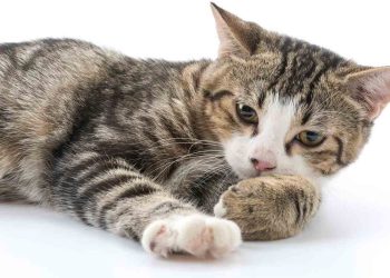 Emziren veya Hamile Kedinizin Bakım ve Beslenmesi Nasıl Olmalı?