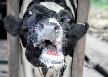 Hayvanlarda Şap Hastalığı